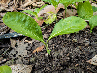 plant