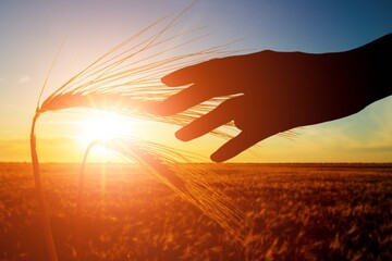 Silhouette of wheats. Hand on the background of a wheat field. Wheat harvesting field in Ukraine.
