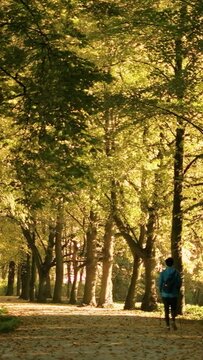 Vertical video. Autumn season peaceful scenery, golden path in calm park during fall, leaves falling slowly from the trees	
