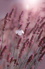 Lawenda © Iwona