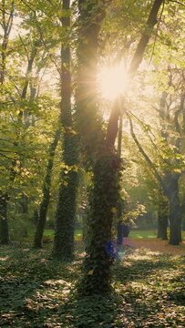 Vertical video. Beautiful old trees in autumn park. Morning fall scene with rays of light shining through leaves. Ancient majestatic forest overgrown by ivy. Sun in background through branches