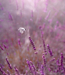 Lawenda © Iwona