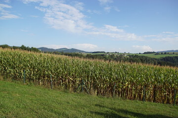 Fototapeta na wymiar View of a green corn maize field with hills, forests and meadows in the background in the summer in southern Germany.
