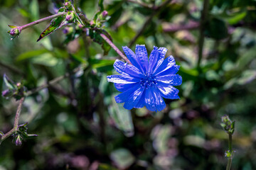 Blue flower of endive or Cichorium endivia L., close up - obrazy, fototapety, plakaty