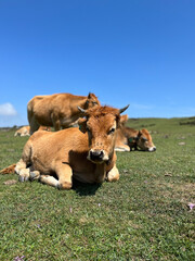 Obraz premium cows in the field