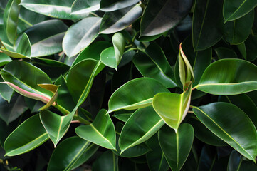 Ficus benghalensis, Banyan plant green leaf. Nature