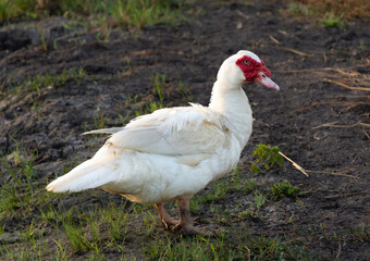  Muscovy white duck portrait or indoda, Barbary duck ,with red nasal corals