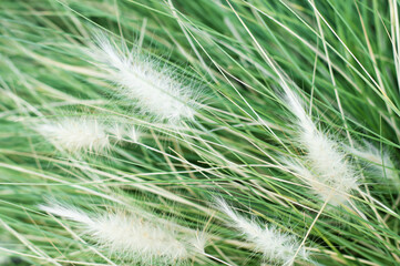 Pennisetum villosum is a Poaceae perennial plant that produces beautiful scenery with cool white ears from summer to autumn.