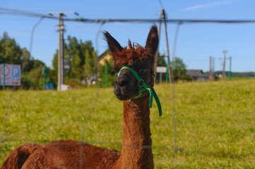 lama  © Vlad