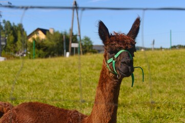 llama in the zoo © Vlad