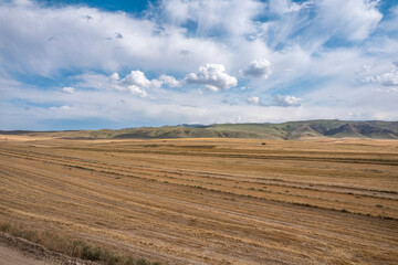 Obraz premium wheatland in Xinjiang China