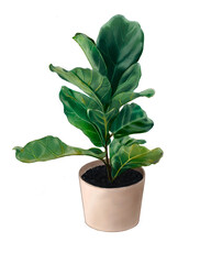 plant in a pot,Fiddle Fig  Ficus Lyrata.