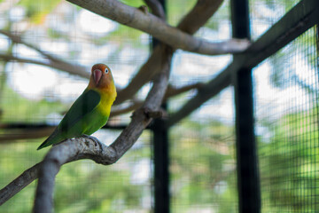 A small parrot perched on a tree branch in a bird cage. Fischer's lovebird with a combination of orange, yellow, and green feather.