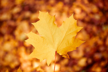 Naklejka na ściany i meble Autumn maple Leaf close up. Nature autumn background