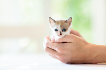 Kitten in man hands. Cat and owner.