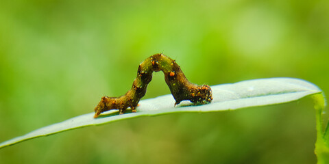 caterpillar on micro photography