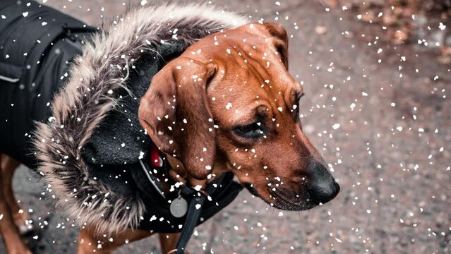 Cinemagraph of dog outdoors on the street in the snow
