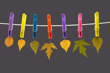 autumn dry leaves hang on colored clothespins