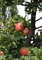 Italy: Pomegranate on the plant.