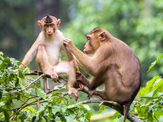young macaque monkey being groomed and cleaned by mother monkey sitting patiently on a tree in...