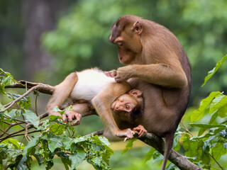 young macaque monkey being patient while mother lovingly grooms and cleans fur