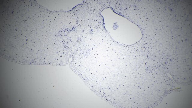 Ovary of Lilium in transversal section under microscope 40x against bright field. Macro view of plant cells for botanic education. Floral life in research. Magnifying pieces of flowers for examination