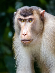 Borneo macaque monkey staring at camera with serious handsome and thoughtful face