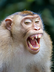 Borneo macaque monkey smiling and showing teeth in aggressive smile or laughing