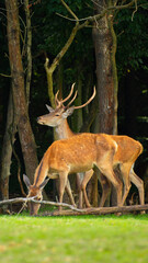 Naklejka na ściany i meble Male and female deer in nature against the background of trees