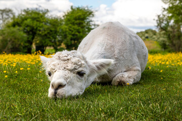 sad and miserable alpaca laying down in field of buttercups having been shaved