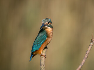 kingfisher on the branch