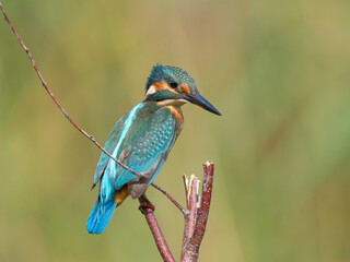 kingfisher on the branch