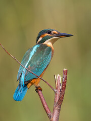 kingfisher on the branch