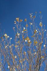 Colorful autumn leaves on a tree. Selective focus.
