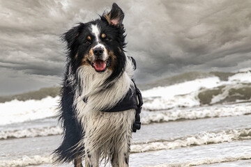 Damon am Strand von Borkum