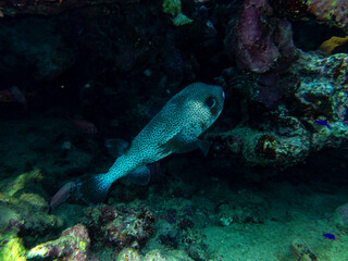 Coral reef in the Red Sea with its many inhabitants, Hurghada, Egypt