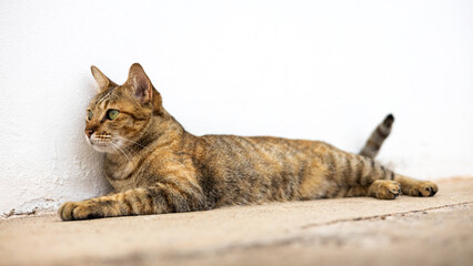 A beautiful black-brown patterned Thai cat lies staring at something on the old cement floor.