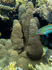 Coral reef in the Red Sea with its many inhabitants, Hurghada, Egypt