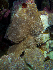 Coral reef in the Red Sea with its many inhabitants, Hurghada, Egypt