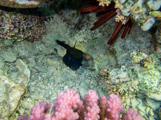 Coral reef in the Red Sea with its many inhabitants, Hurghada, Egypt