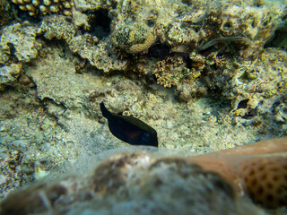 Coral reef in the Red Sea with its many inhabitants, Hurghada, Egypt