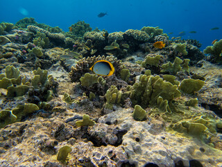Coral reef in the Red Sea with its many inhabitants, Hurghada, Egypt