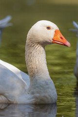 Greylag goose - Anser anser- species of large goose in the waterfowl family Anatidae and the type species of the genus Anser.