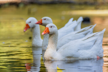 Greylag goose - Anser anser- species of large goose in the waterfowl family Anatidae and the type species of the genus Anser.