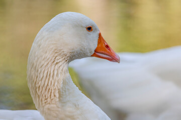 Greylag goose - Anser anser- species of large goose in the waterfowl family Anatidae and the type species of the genus Anser.