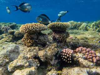 Naklejka na ściany i meble Coral reef in the Red Sea with its many inhabitants, Hurghada, Egypt