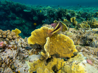 Coral reef in the Red Sea with its many inhabitants, Hurghada, Egypt