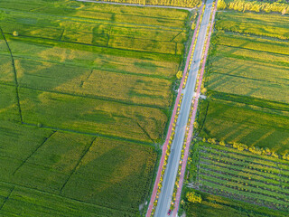 field In Xinjiang China