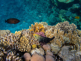 Coral reef in the Red Sea with its many inhabitants, Hurghada, Egypt