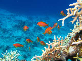 Fototapeta premium Coral reef in the Red Sea with its many inhabitants, Hurghada, Egypt